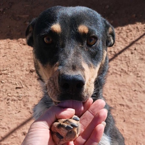 Dana, an adoptable Mixed Breed in Moab, UT, 84532 | Photo Image 3