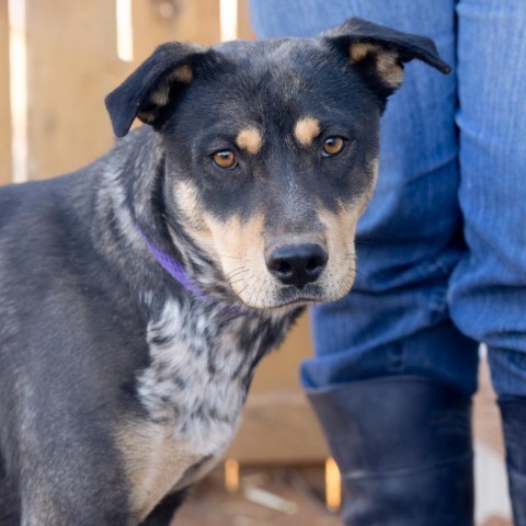 Dana, an adoptable Mixed Breed in Moab, UT, 84532 | Photo Image 4