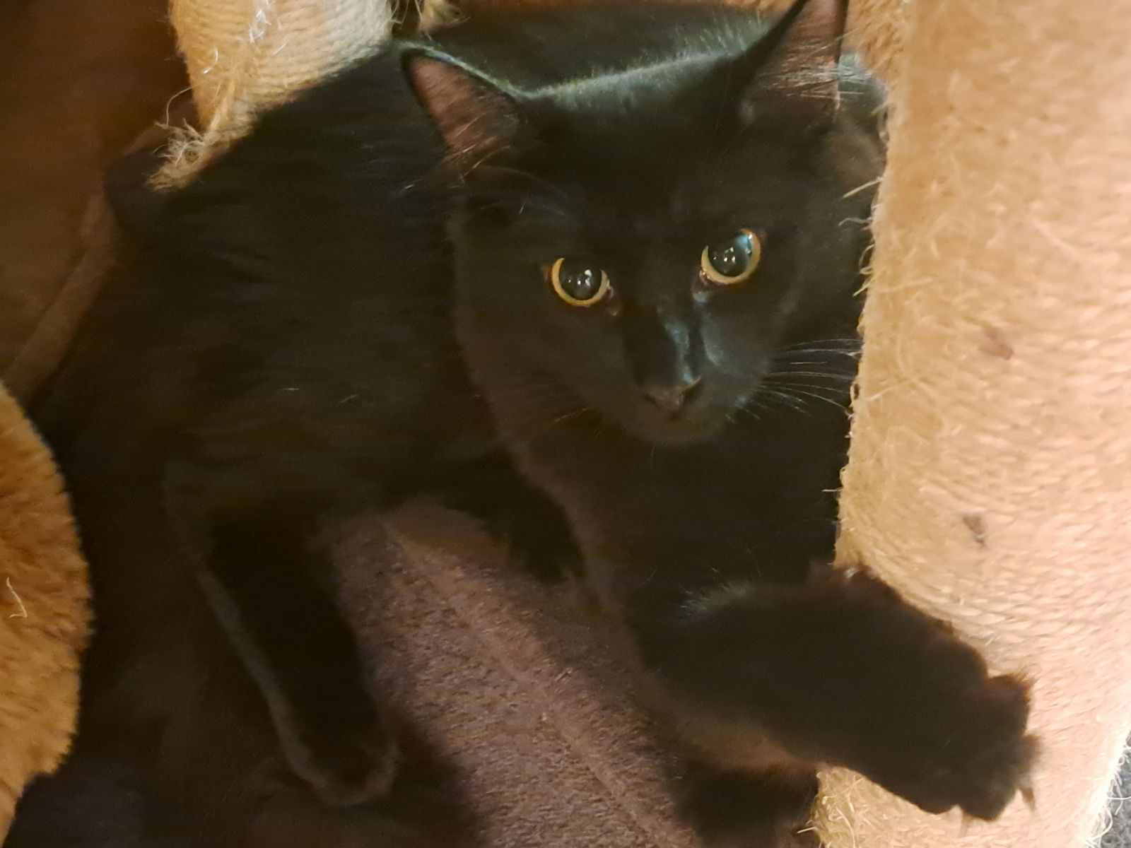 Max