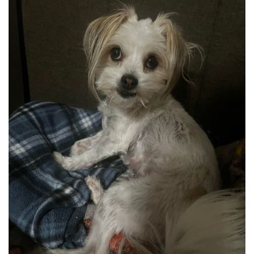 Darla , an adopted Maltese & Yorkshire Terrier Mix in Clovis, CA_image-2