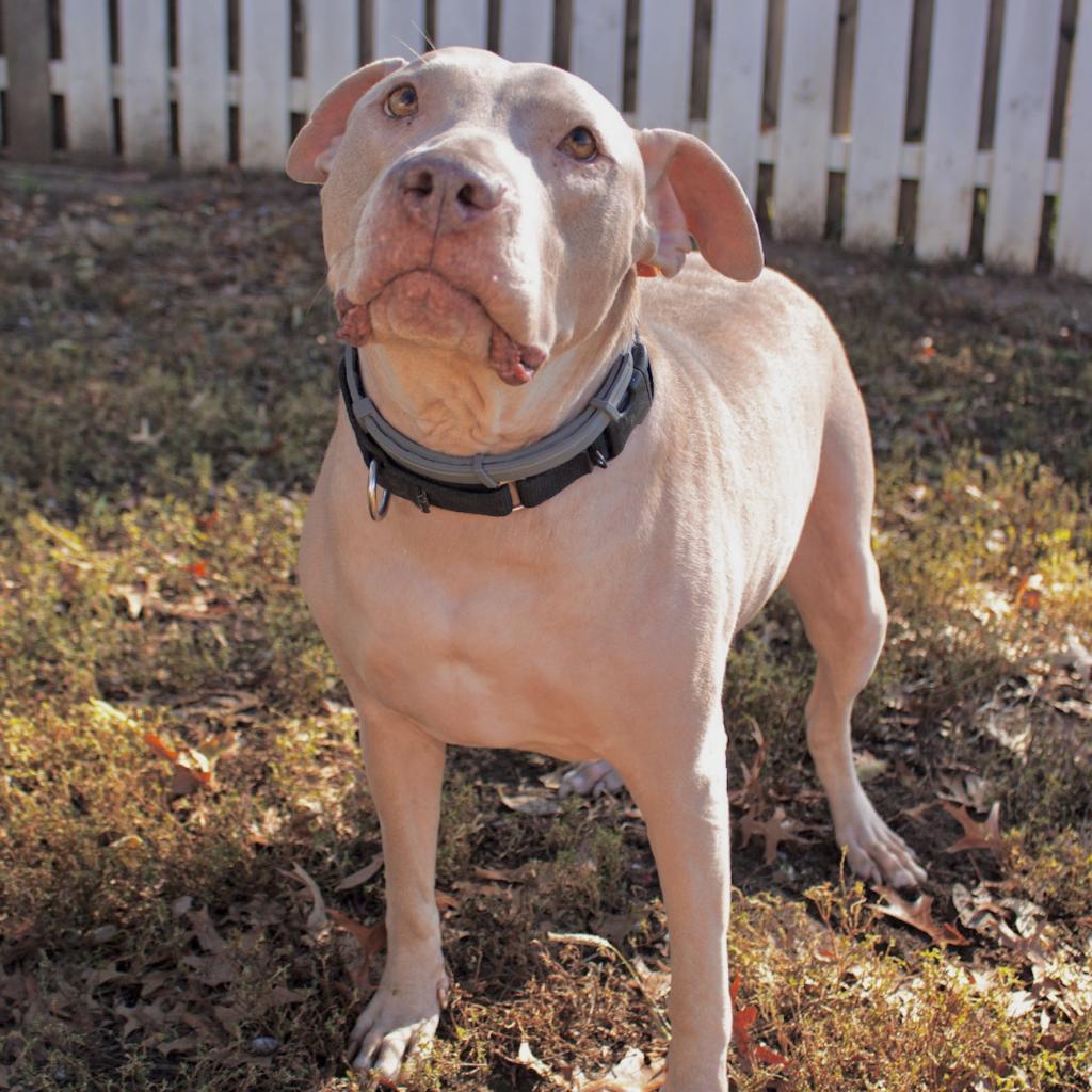 Sky, an adoptable Pit Bull Terrier in Spring Hill, KS, 66083 | Photo Image 1