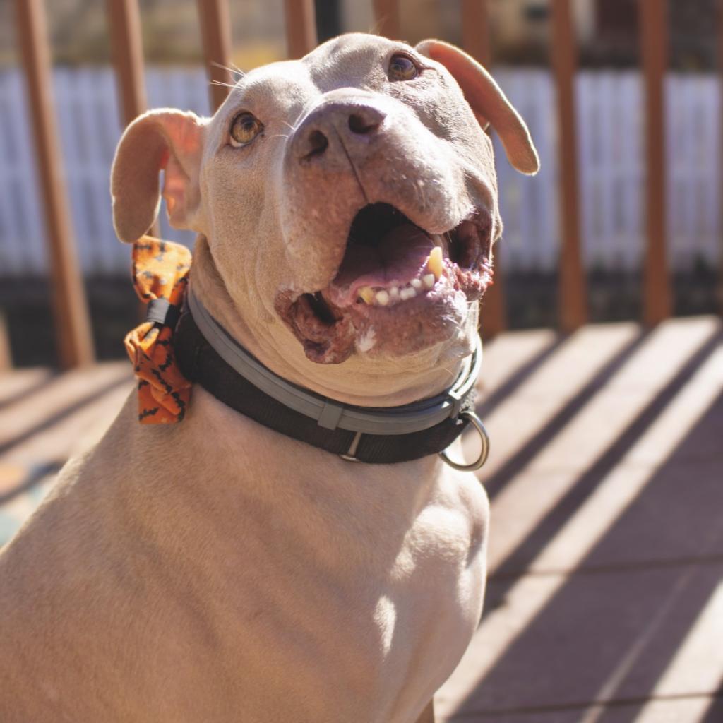 Sky, an adoptable Pit Bull Terrier in Spring Hill, KS, 66083 | Photo Image 2