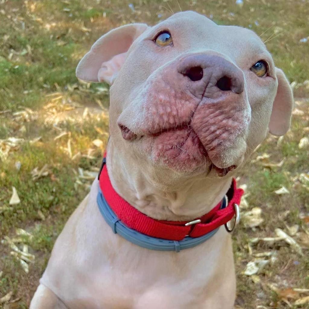 Sky, an adoptable Pit Bull Terrier in Spring Hill, KS, 66083 | Photo Image 3