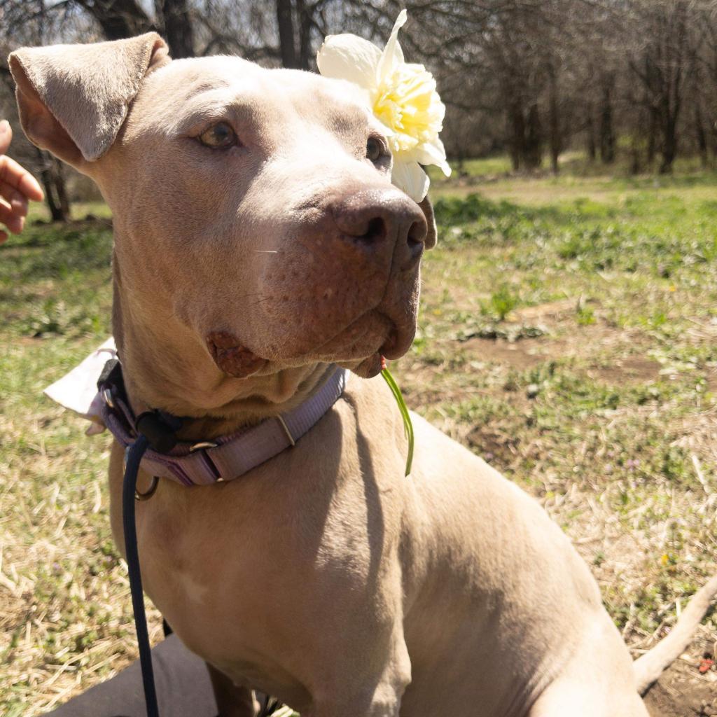 Sky, an adoptable Pit Bull Terrier in Spring Hill, KS, 66083 | Photo Image 4