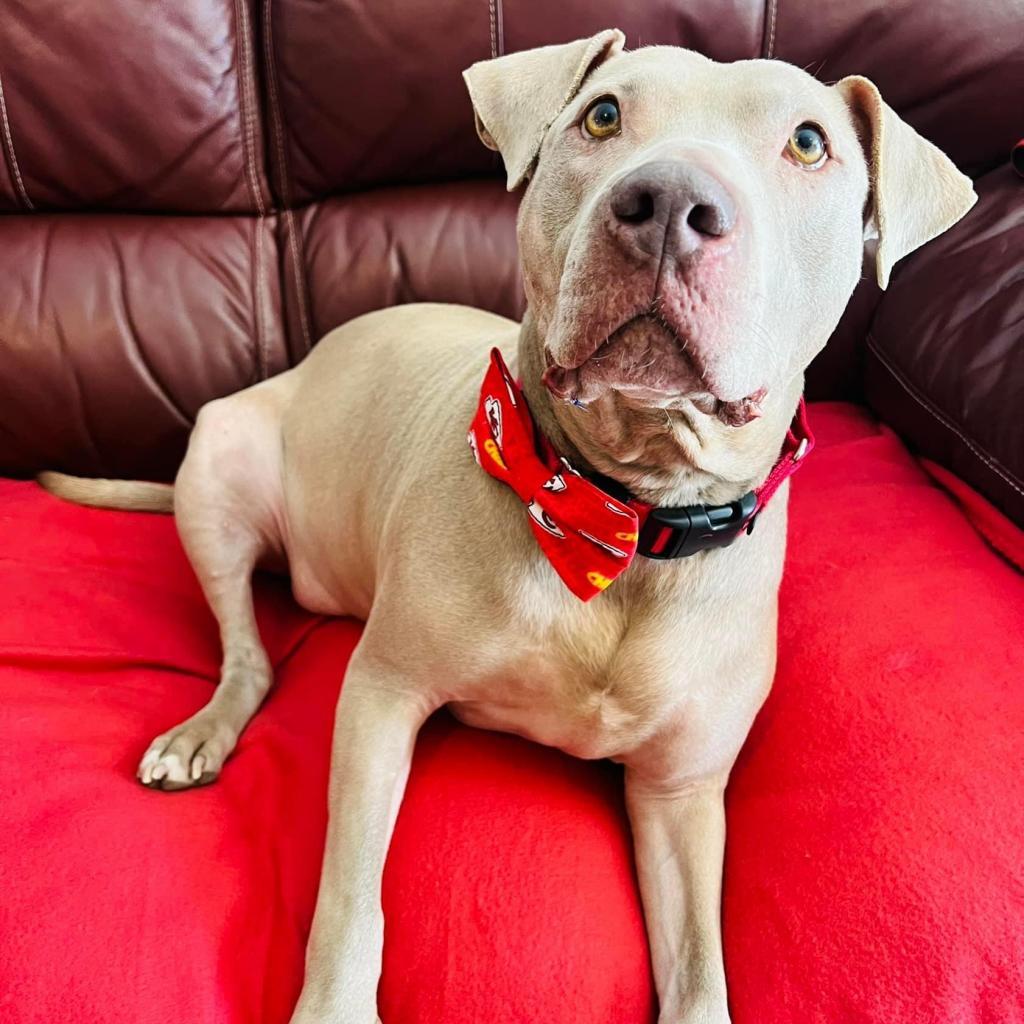 Sky, an adoptable Pit Bull Terrier in Spring Hill, KS, 66083 | Photo Image 5