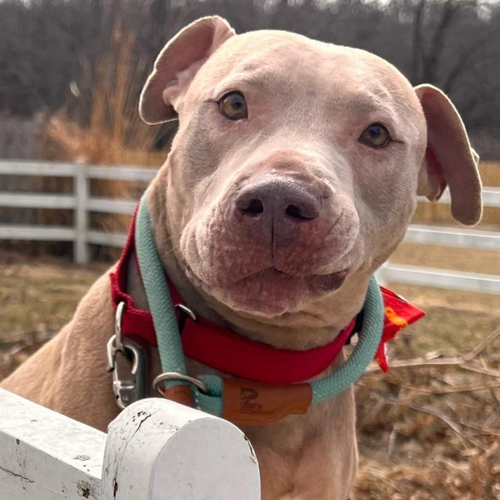 Sky, an adoptable Pit Bull Terrier in Spring Hill, KS, 66083 | Photo Image 6