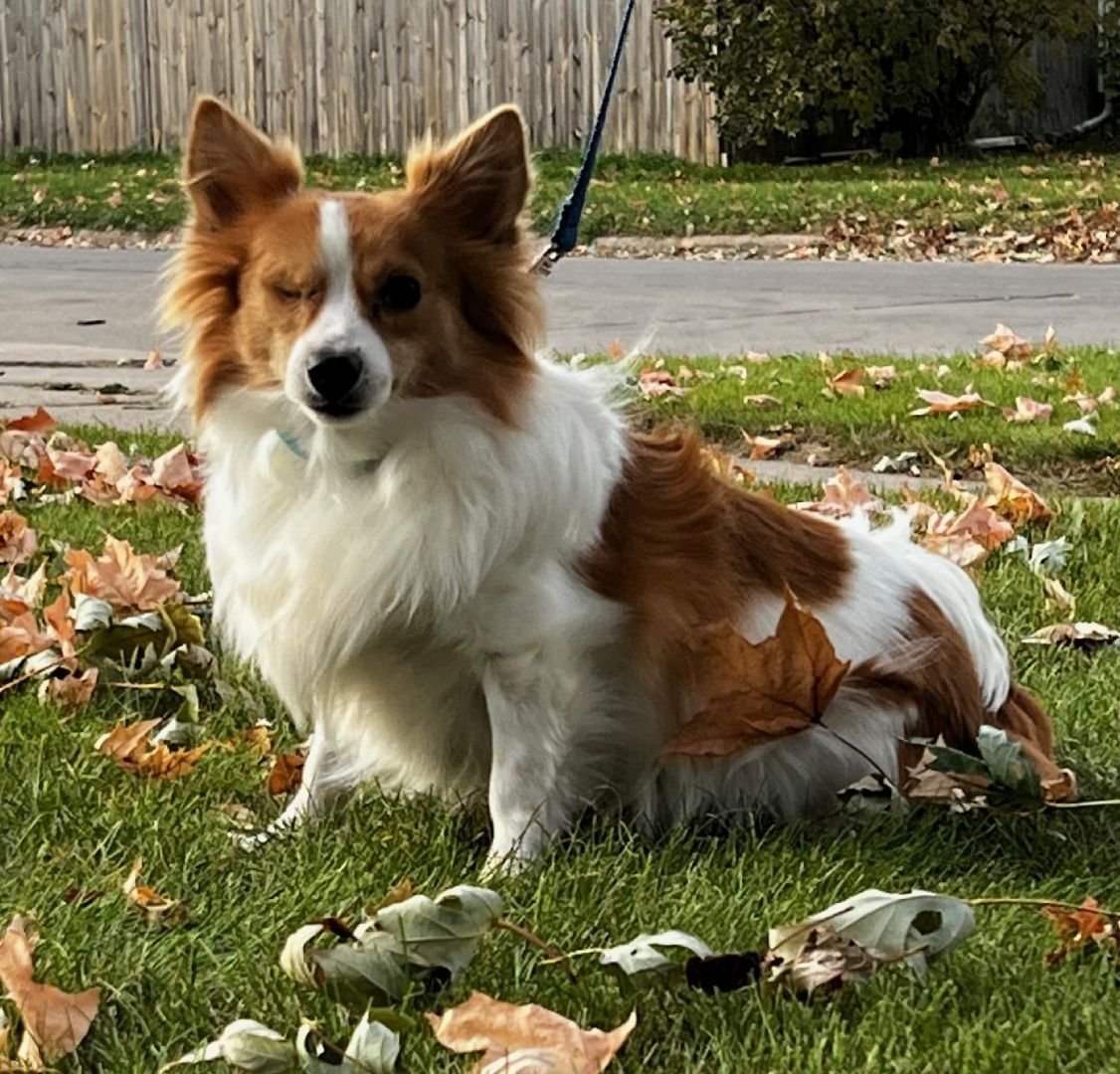 Beechnut, an adoptable Chihuahua, Papillon in Cedar Rapids, IA, 52405 | Photo Image 1