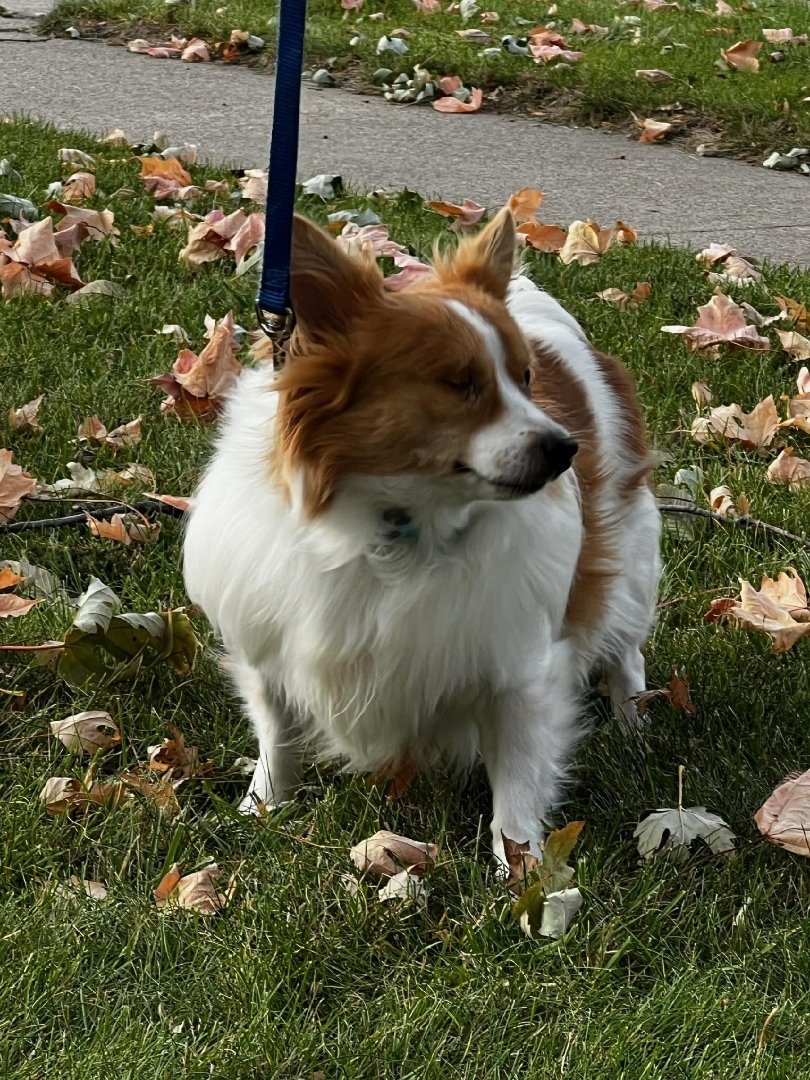 Beechnut, an adoptable Chihuahua, Papillon in Cedar Rapids, IA, 52405 | Photo Image 2