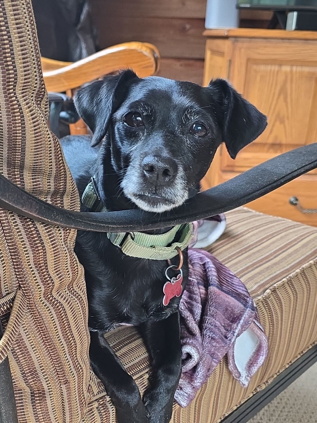 Bo, an adoptable Chihuahua, Terrier in Cedar Rapids, IA, 52405 | Photo Image 1