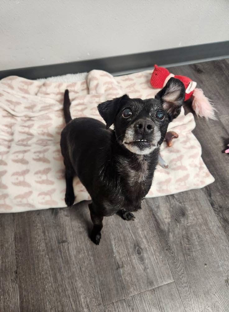 Bo, an adoptable Chihuahua, Terrier in Cedar Rapids, IA, 52405 | Photo Image 1