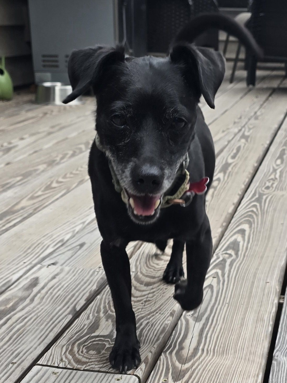 Bo, an adoptable Chihuahua, Terrier in Cedar Rapids, IA, 52405 | Photo Image 2