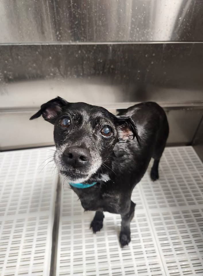 Bo, an adoptable Chihuahua, Terrier in Cedar Rapids, IA, 52405 | Photo Image 2