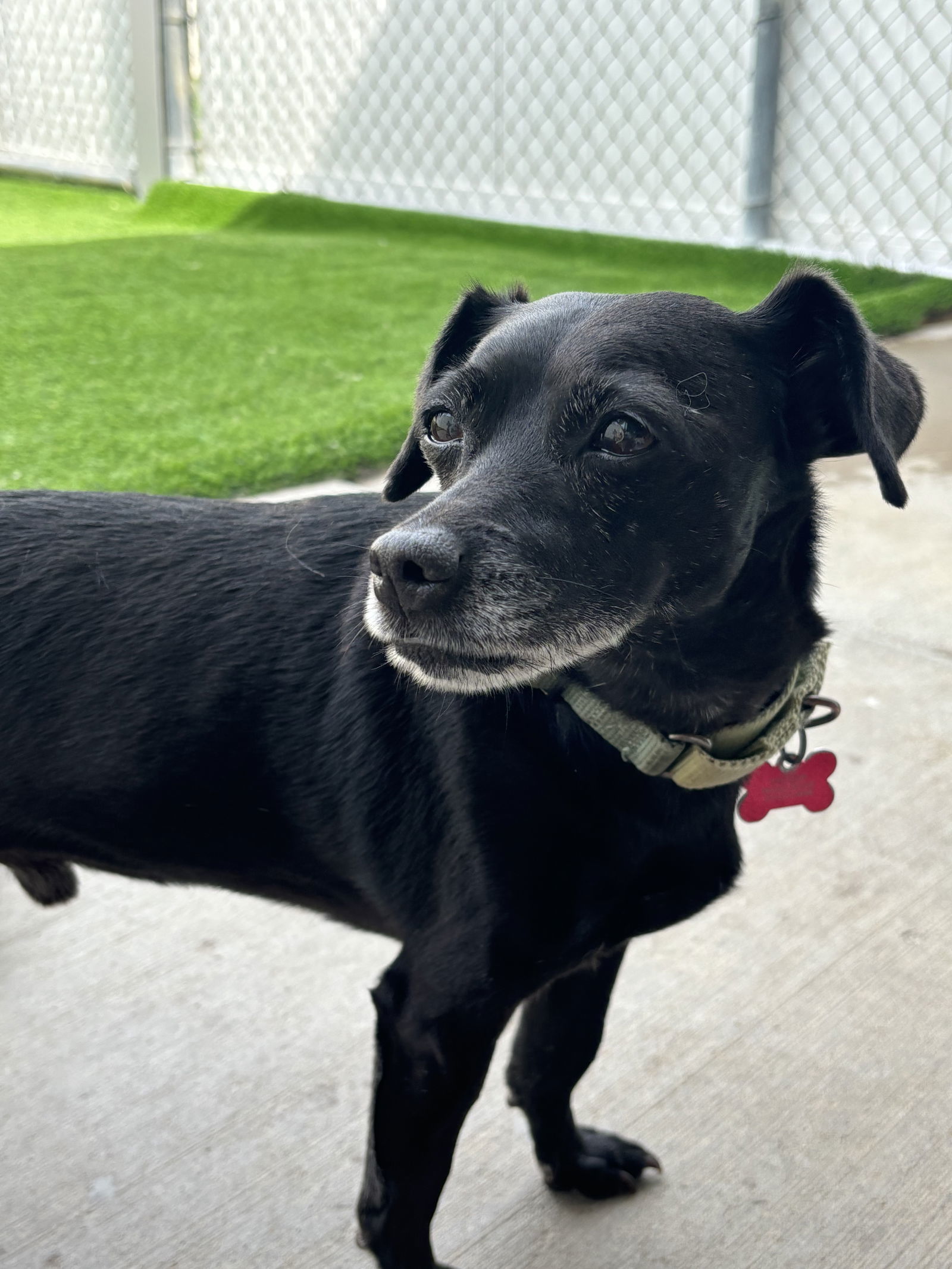 Bo, an adoptable Chihuahua, Terrier in Cedar Rapids, IA, 52405 | Photo Image 3