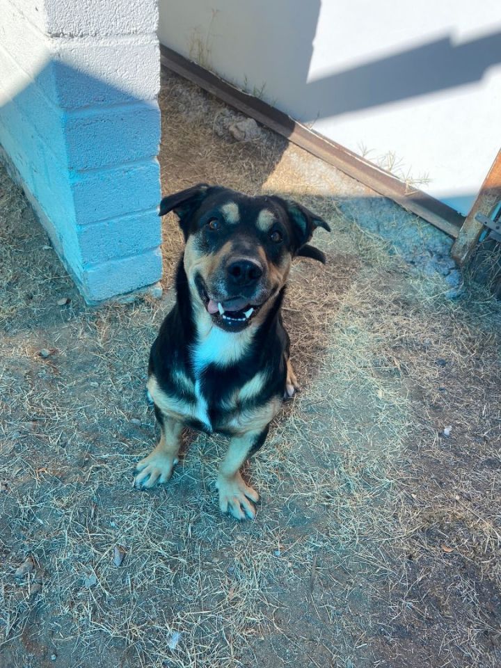 Basset hound and husky sales mix