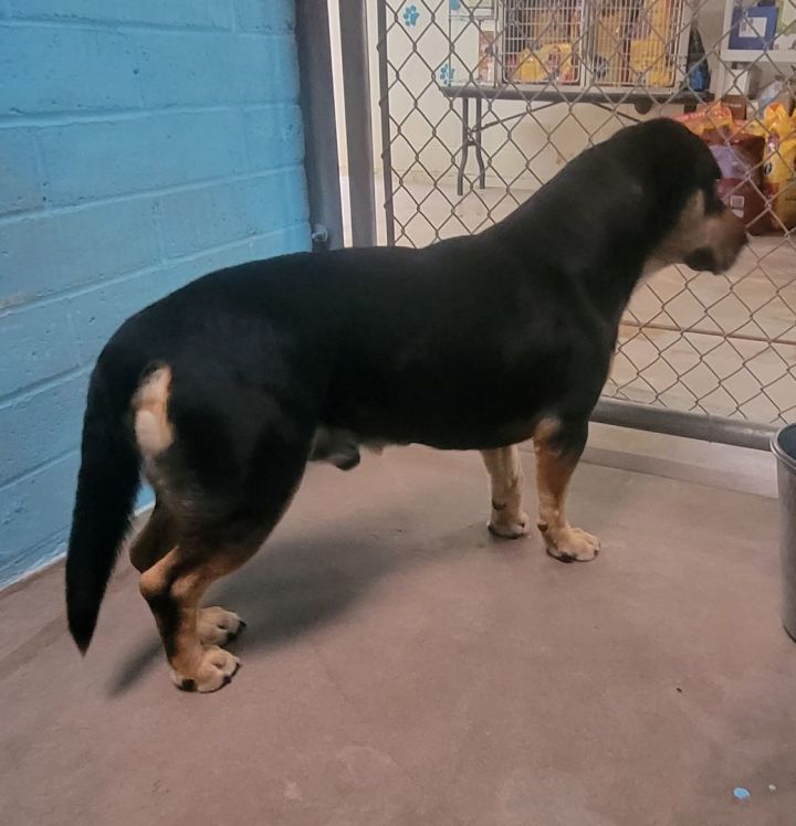 Rottweiler and store basset hound mix