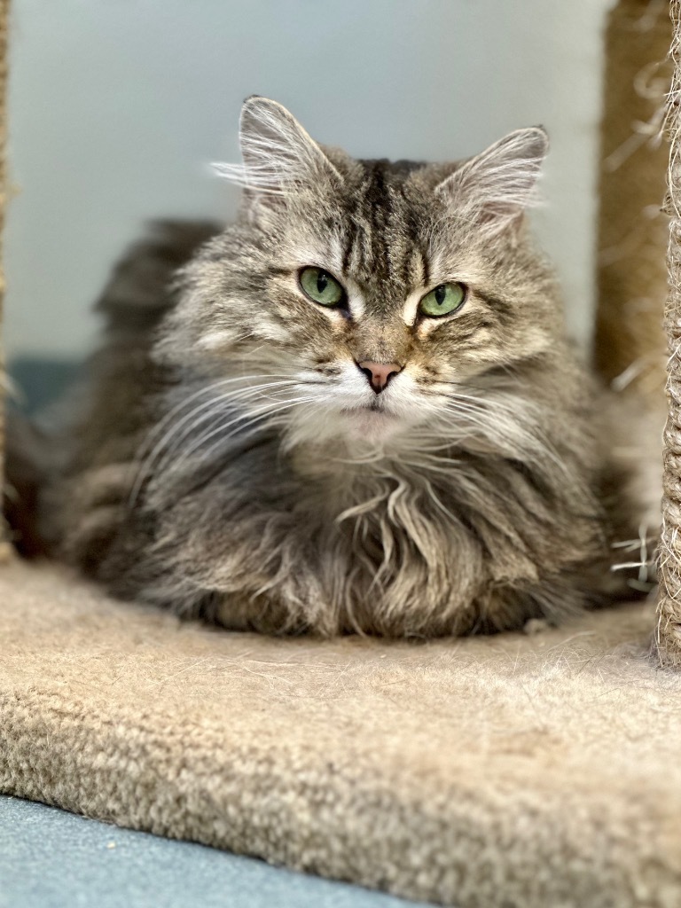 Speck, an adoptable Domestic Medium Hair in Cumberland, ME, 04021 | Photo Image 1