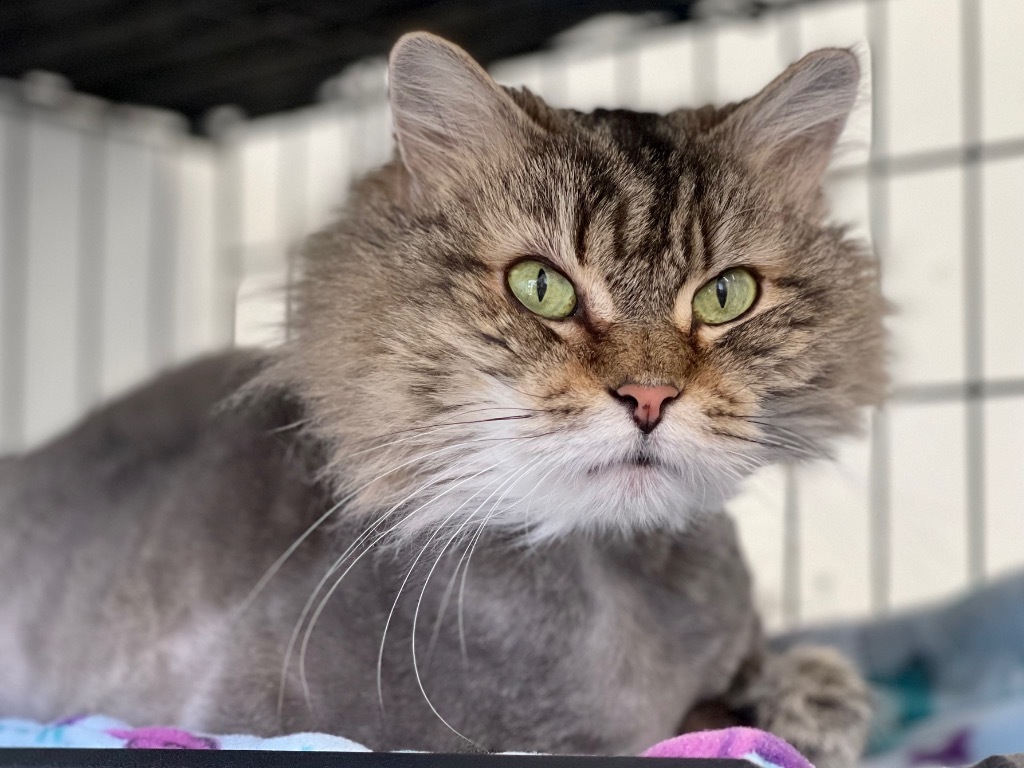 Speck, an adoptable Domestic Medium Hair in Cumberland, ME, 04021 | Photo Image 2