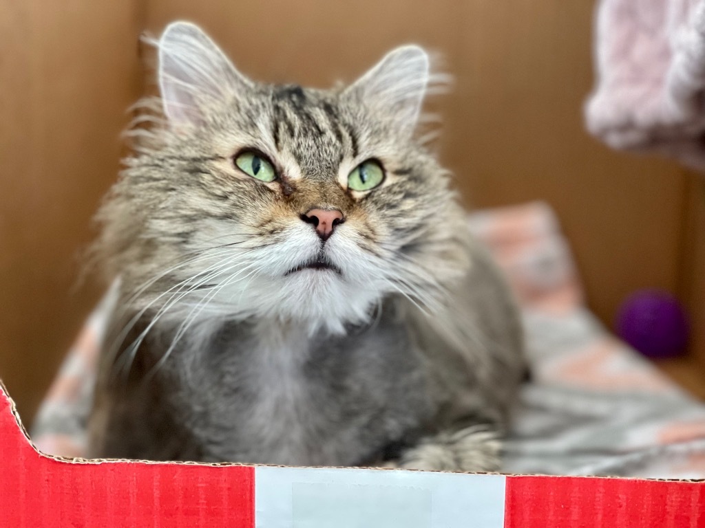 Speck, an adoptable Domestic Medium Hair in Cumberland, ME, 04021 | Photo Image 3