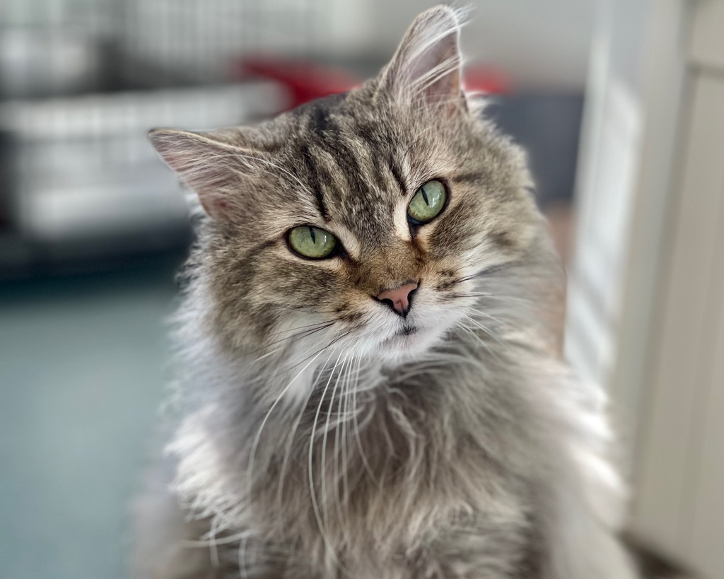 Speck, an adoptable Domestic Medium Hair in Cumberland, ME, 04021 | Photo Image 4