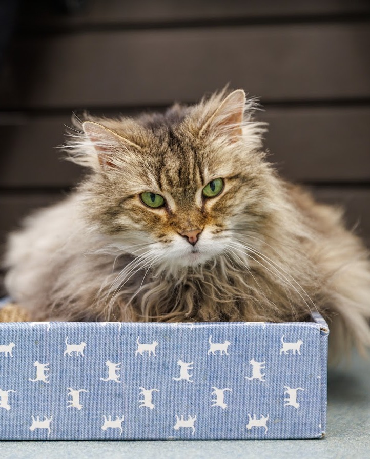 Speck, an adoptable Domestic Medium Hair in Cumberland, ME, 04021 | Photo Image 5