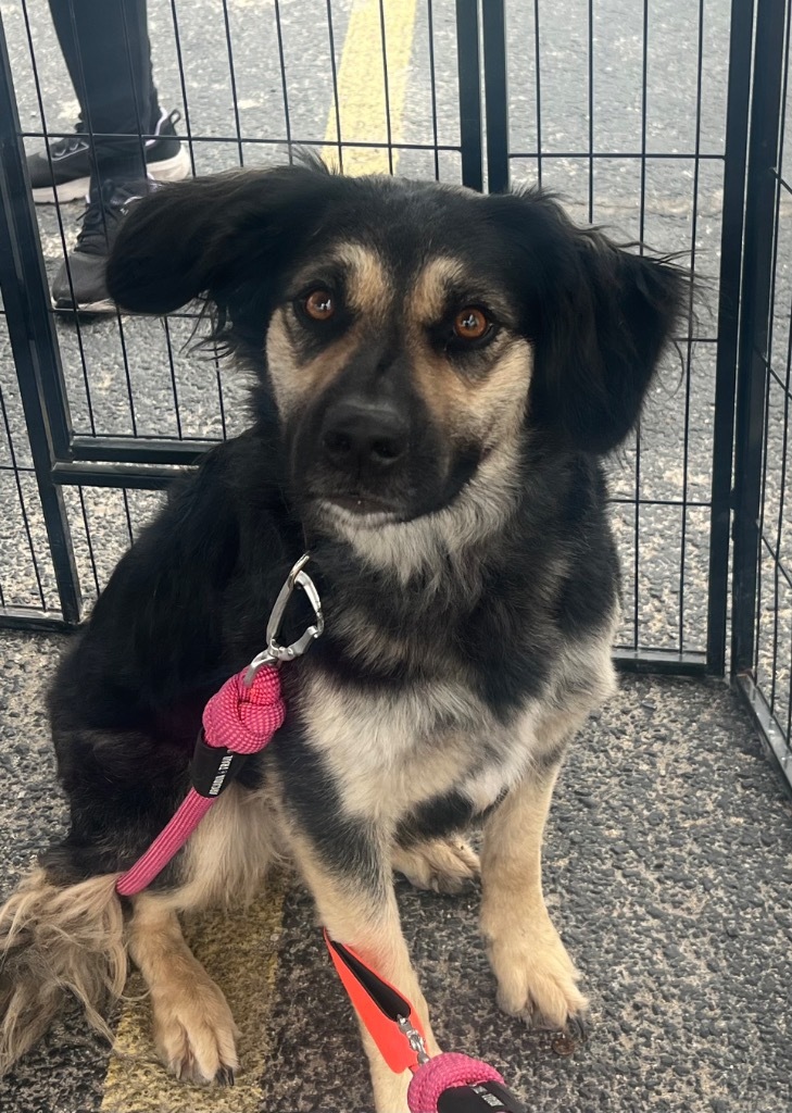 Starla, an adoptable Labrador Retriever, Australian Shepherd in Junction, TX, 76849 | Photo Image 1