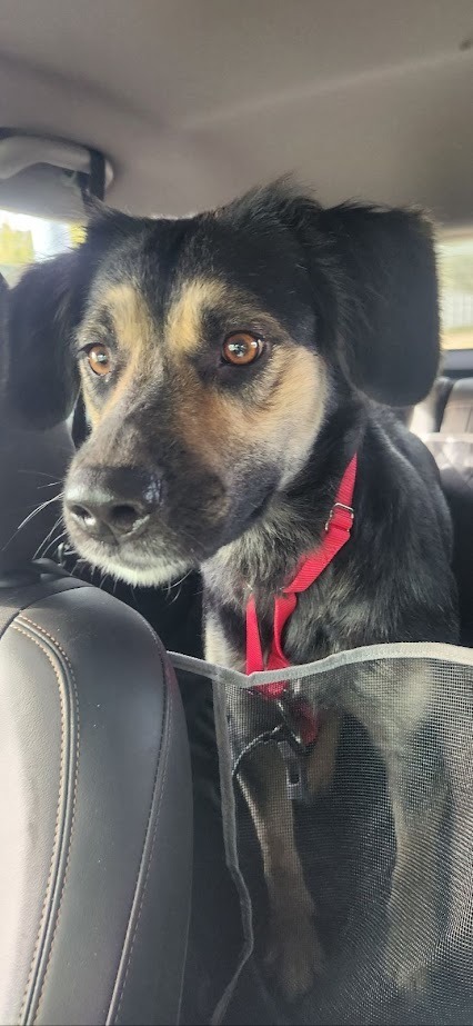 Starla, an adoptable Labrador Retriever, Australian Shepherd in Junction, TX, 76849 | Photo Image 2