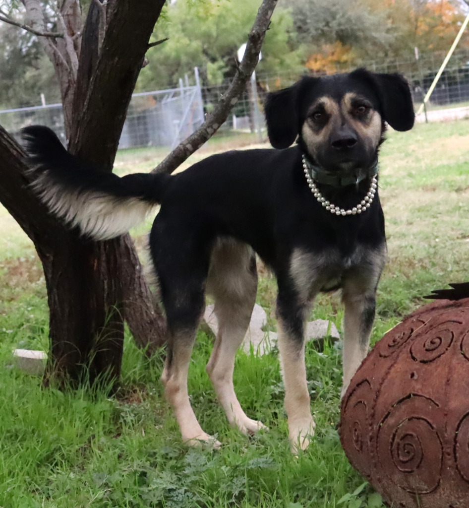 Starla, an adoptable Labrador Retriever, Australian Shepherd in Junction, TX, 76849 | Photo Image 3