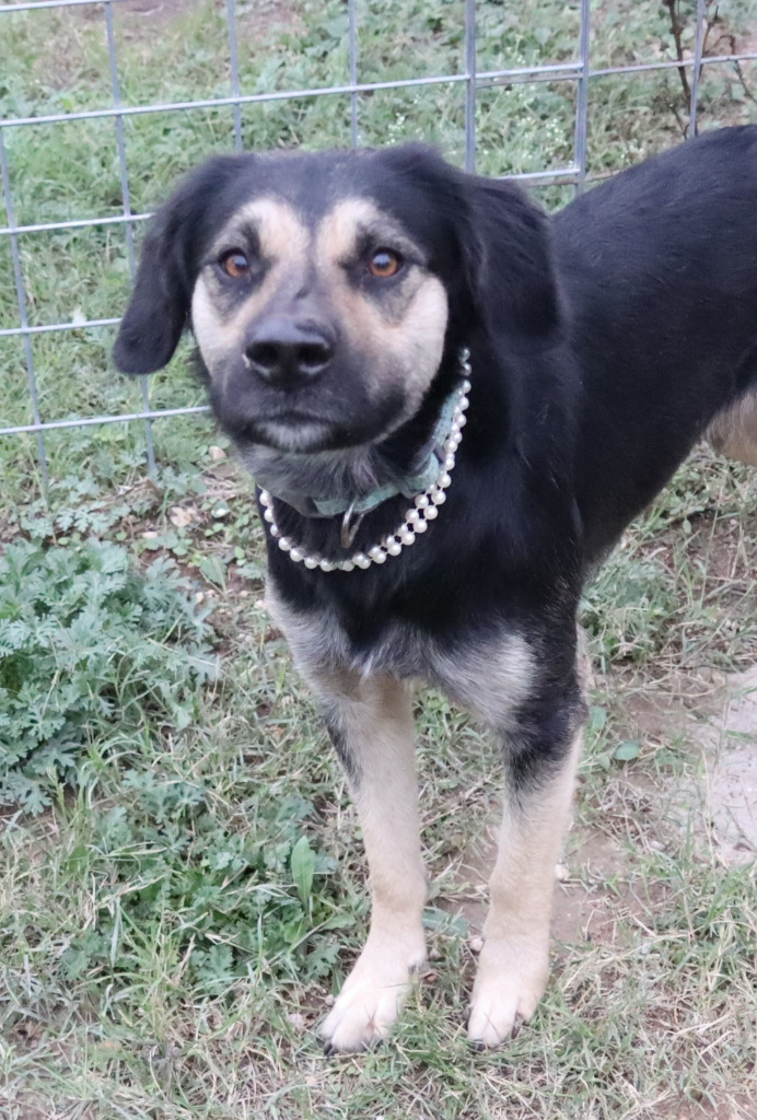 Starla, an adoptable Labrador Retriever, Australian Shepherd in Junction, TX, 76849 | Photo Image 4