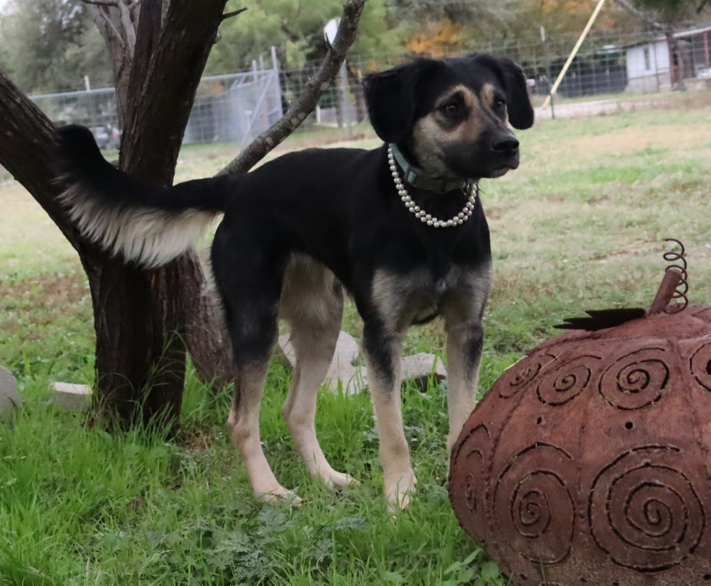 Starla, an adoptable Labrador Retriever, Australian Shepherd in Junction, TX, 76849 | Photo Image 5