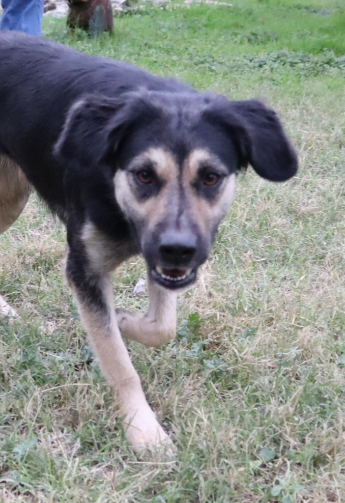 Starla, an adoptable Labrador Retriever, Australian Shepherd in Junction, TX, 76849 | Photo Image 6