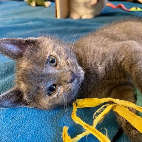 Why should I keep my cat indoors? JerseyCats