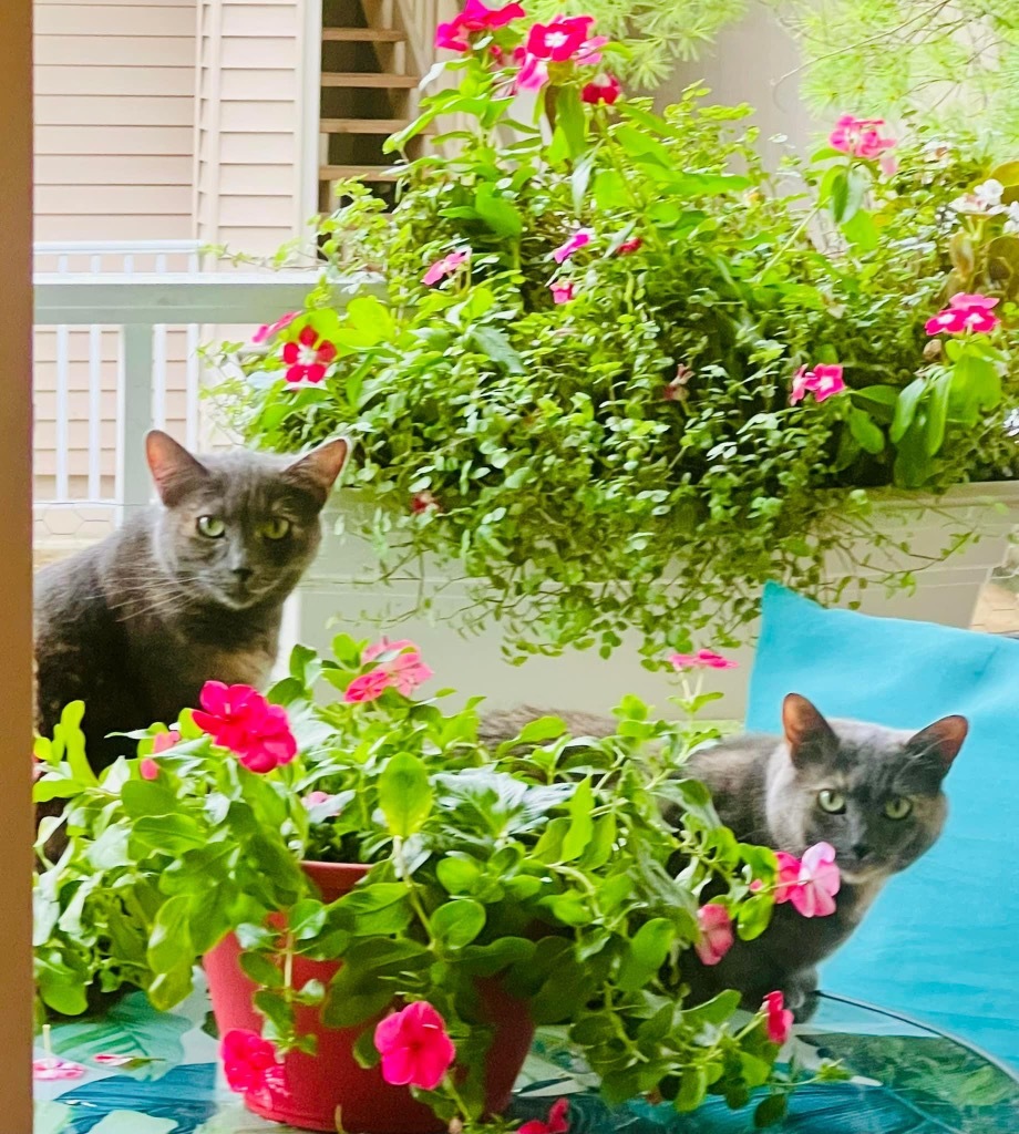 Danni, an adoptable Domestic Medium Hair in Ballwin, MO, 63011 | Photo Image 1