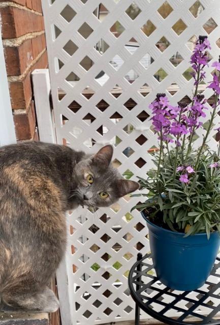 Danni, an adoptable Domestic Medium Hair in Ballwin, MO, 63011 | Photo Image 2