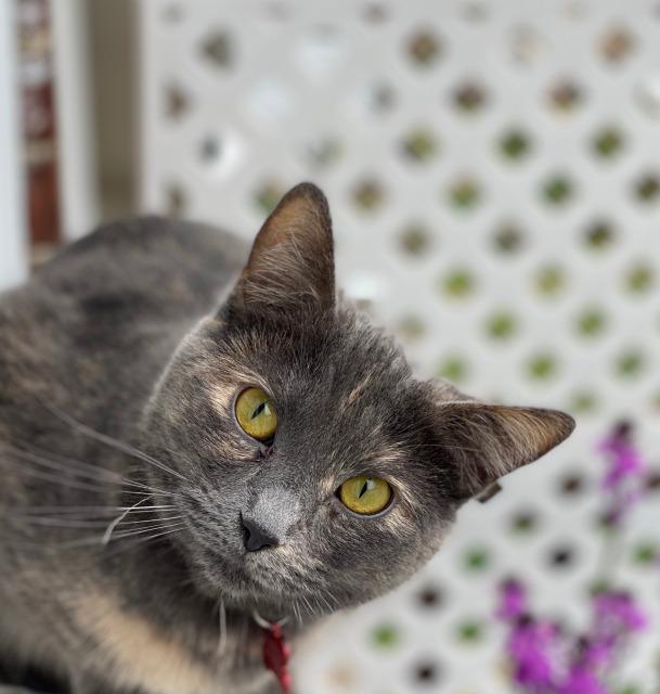Danni, an adoptable Domestic Medium Hair in Ballwin, MO, 63011 | Photo Image 3