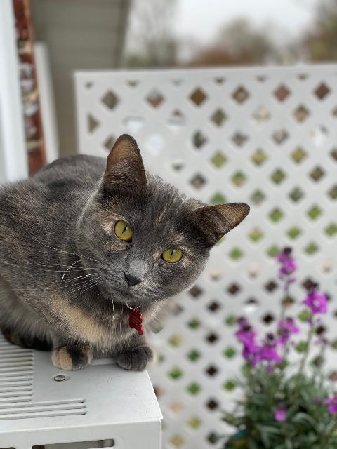 Danni, an adoptable Domestic Medium Hair in Ballwin, MO, 63011 | Photo Image 4