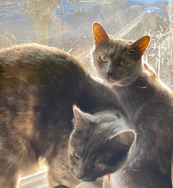 Danni, an adoptable Domestic Medium Hair in Ballwin, MO, 63011 | Photo Image 5