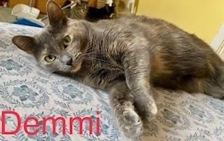 Demmi, an adoptable Domestic Medium Hair in Ballwin, MO, 63011 | Photo Image 1