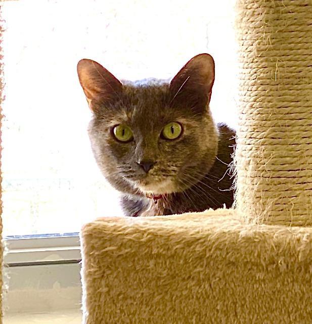 Demmi, an adoptable Domestic Medium Hair in Ballwin, MO, 63011 | Photo Image 3