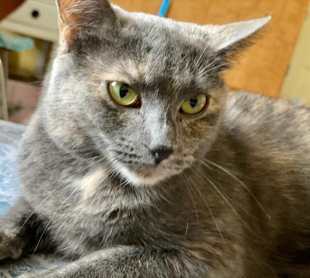 Demmi, an adoptable Domestic Medium Hair in Ballwin, MO, 63011 | Photo Image 4