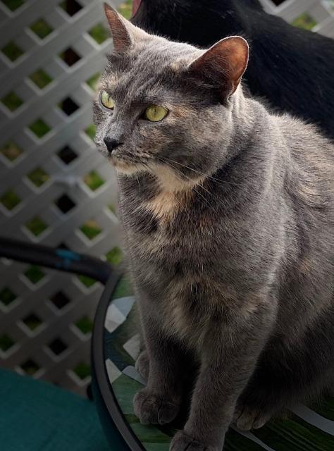 Demmi, an adoptable Domestic Medium Hair in Ballwin, MO, 63011 | Photo Image 5