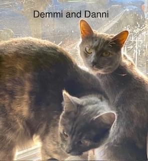 Demmi, an adoptable Domestic Medium Hair in Ballwin, MO, 63011 | Photo Image 6