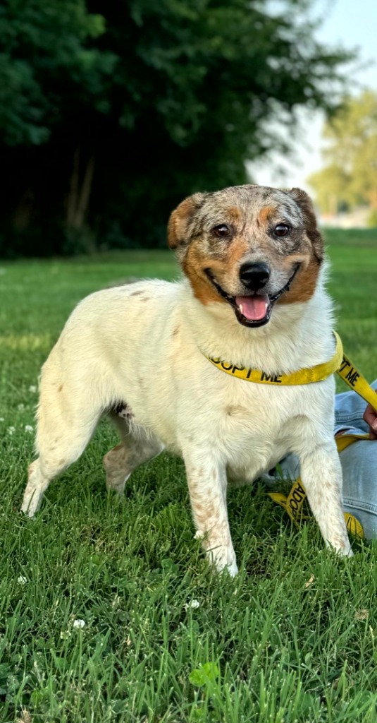 Celine, an adoptable Australian Cattle Dog / Blue Heeler in Henderson, KY, 42420 | Photo Image 1