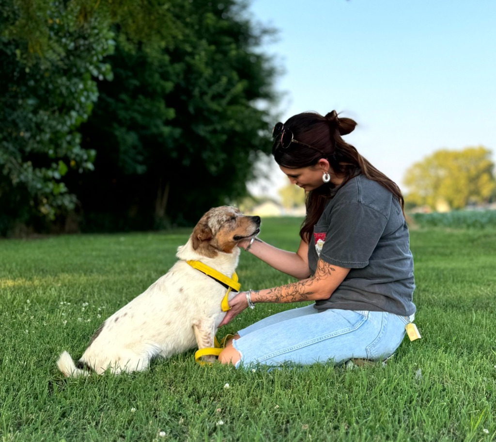 Celine, an adoptable Australian Cattle Dog / Blue Heeler in Henderson, KY, 42420 | Photo Image 2