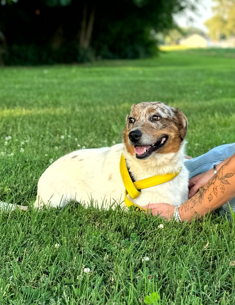 Celine, an adoptable Australian Cattle Dog / Blue Heeler in Henderson, KY, 42420 | Photo Image 3