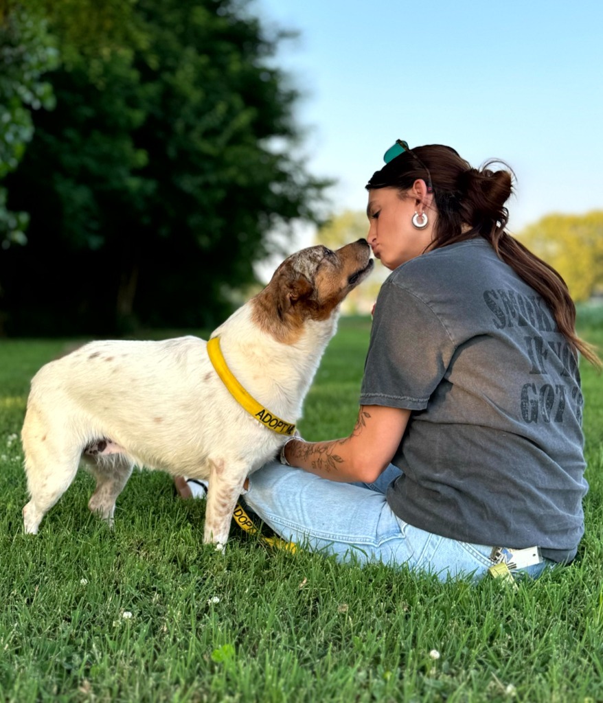 Celine, an adoptable Australian Cattle Dog / Blue Heeler in Henderson, KY, 42420 | Photo Image 4