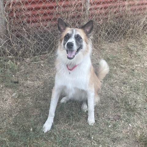 Chex Mix, an adoptable Collie in Austin, TX, 78704 | Photo Image 5