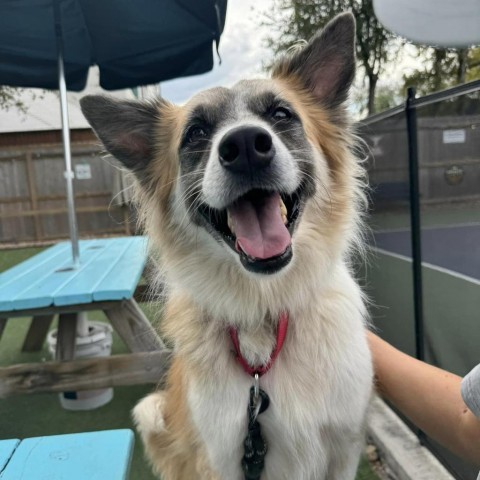 Chex Mix, an adoptable Collie in Austin, TX, 78704 | Photo Image 5