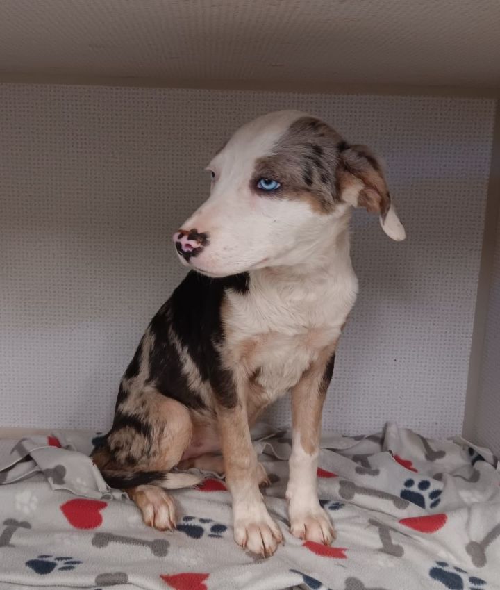 Carolina, an adoptable Catahoula Leopard Dog Mix in Spiceland, IN_image-1