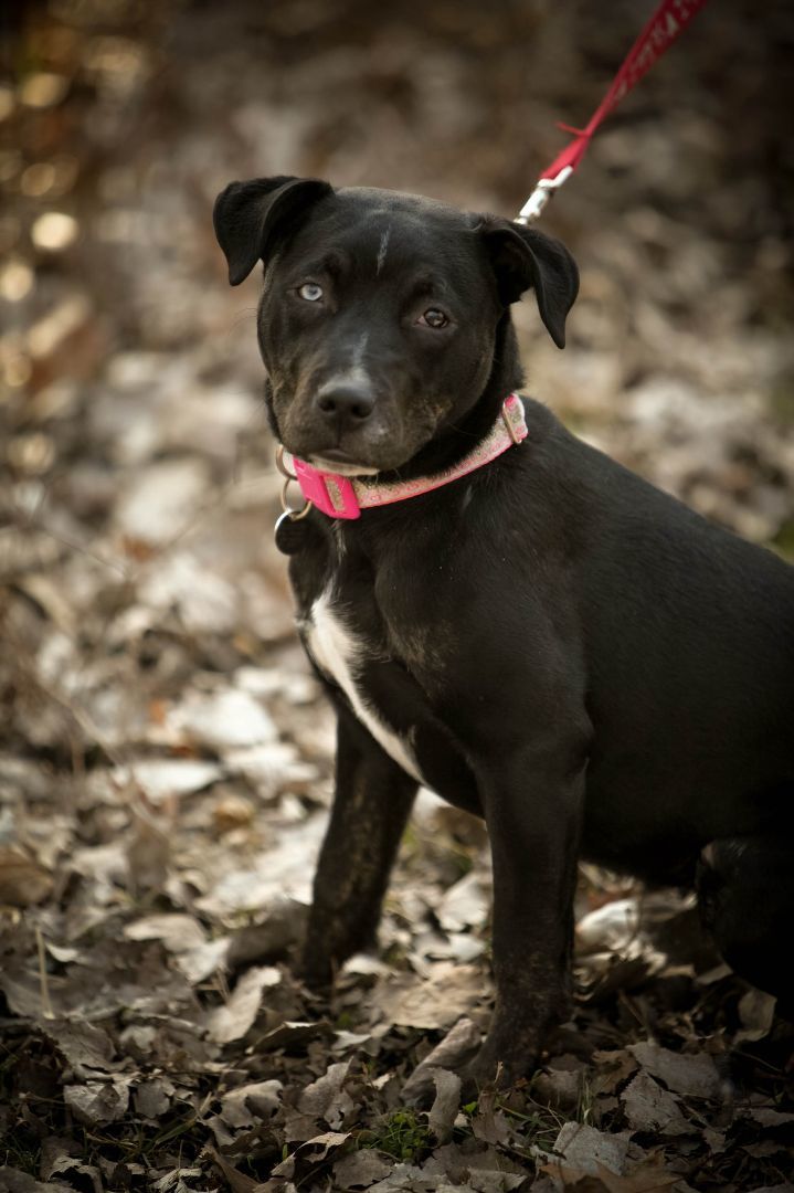 Millie , an adoptable Pit Bull Terrier & Husky Mix in Oregon, OH_image-2