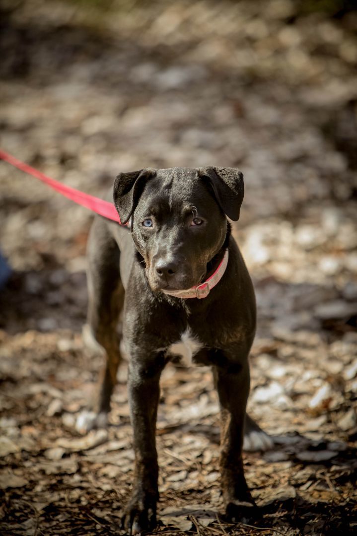 Millie , an adoptable Pit Bull Terrier & Husky Mix in Oregon, OH_image-3